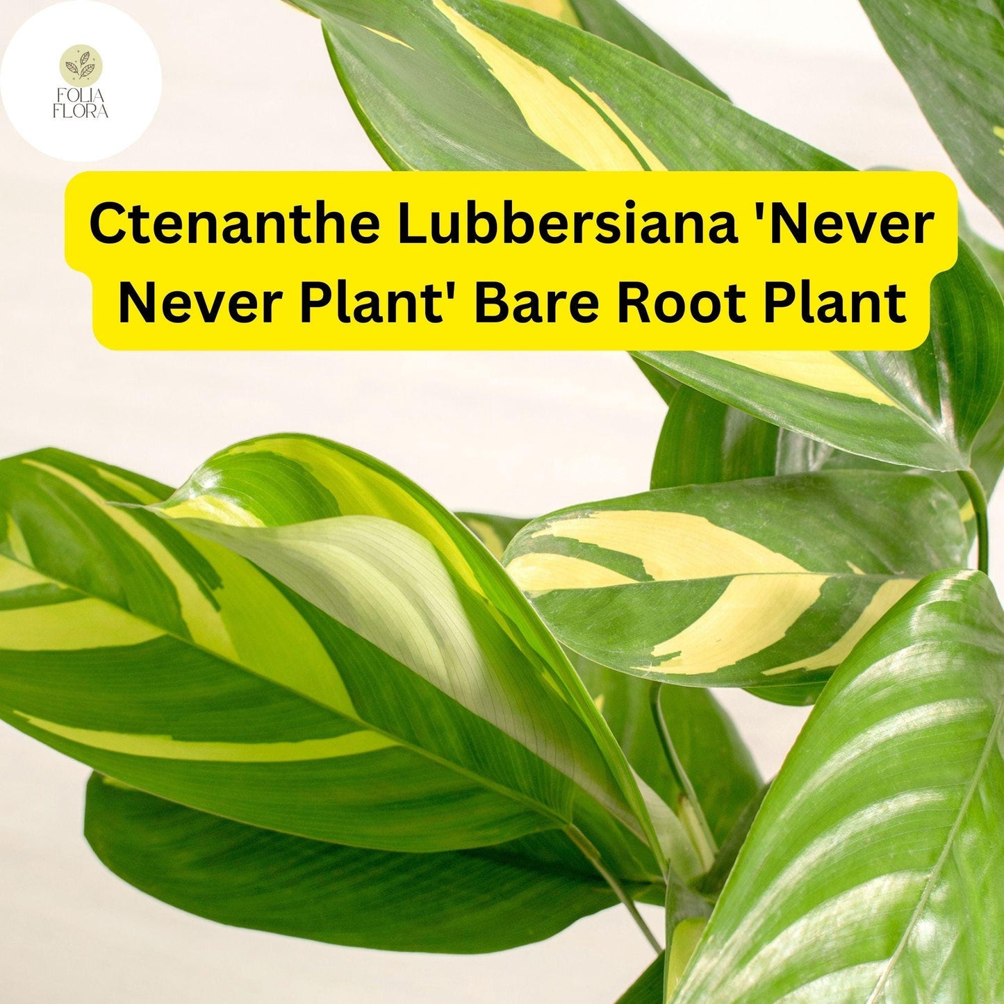 Ctenanthe lubbersiana ‘Never Never Plant’ | 1 Bare Root Live Variegated Houseplant | Easy Care Indoor Plant