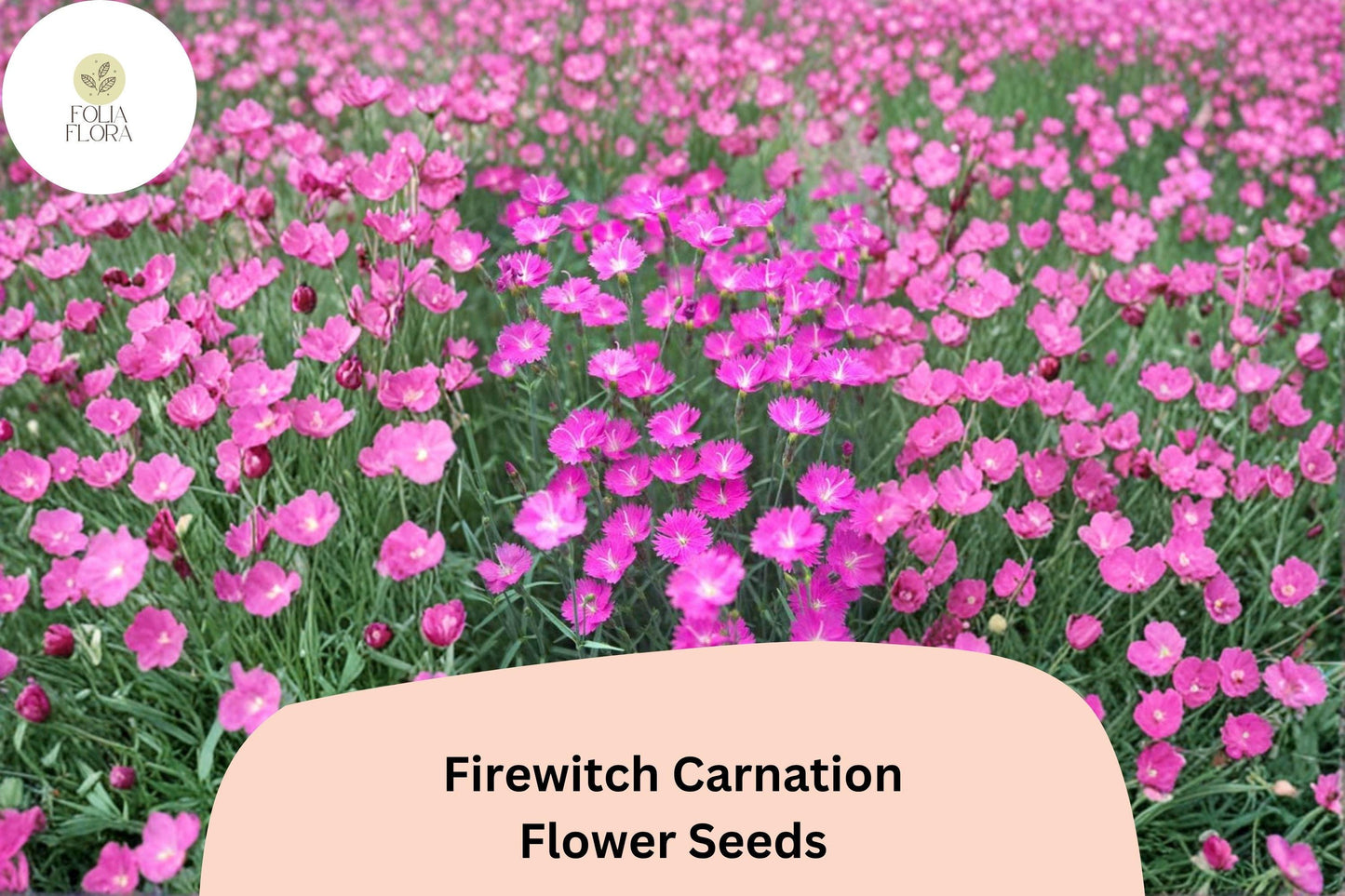 200+ Firewitch Carnation Seeds: Fragrant Pink Blooms, Hardy Perennial Garden Flowers