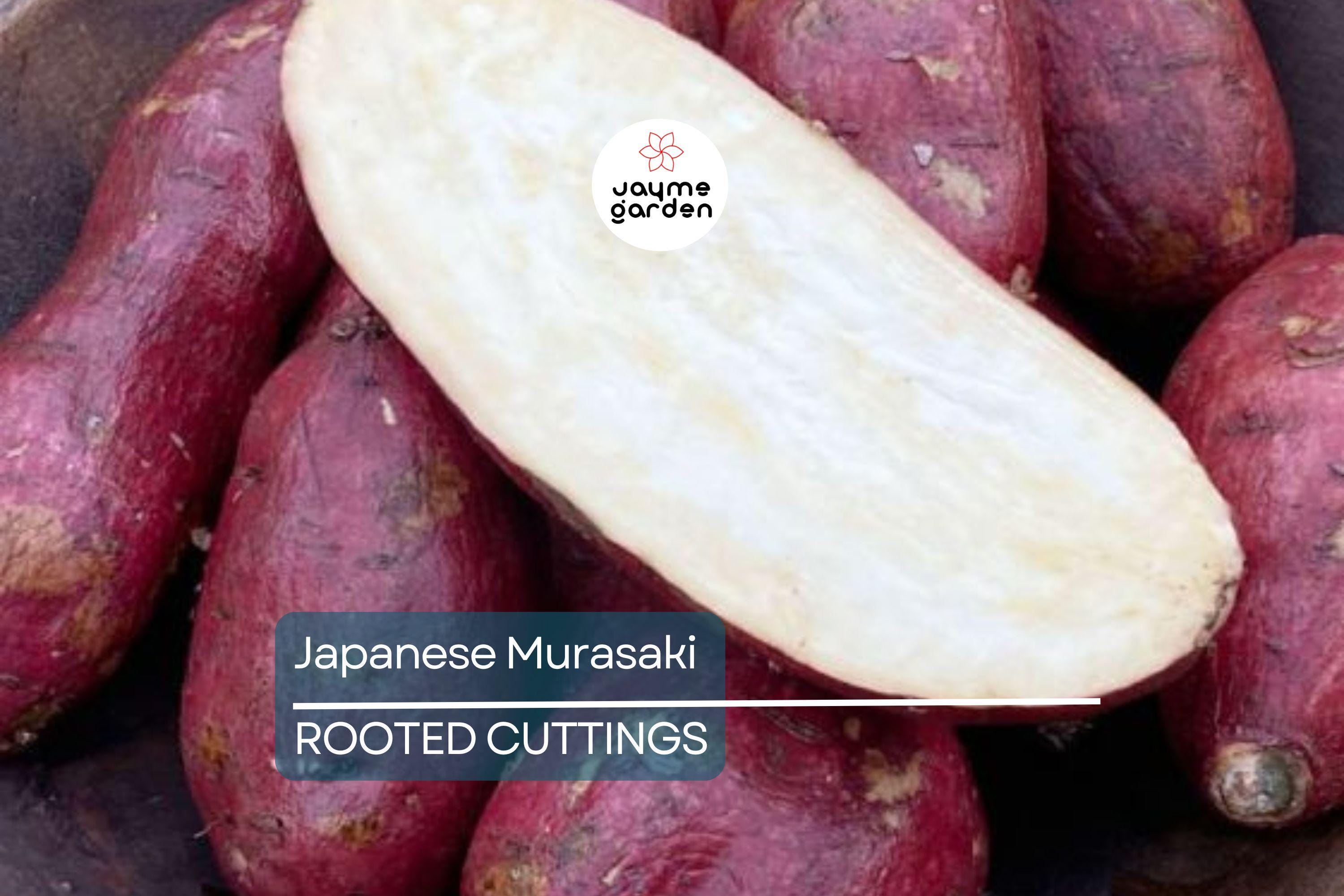 20 Japanese Murasaki Sweet Potato Vines | Rooted Cuttings | Red Skin Yellow Flesh | High Yield | Easy to Grow |