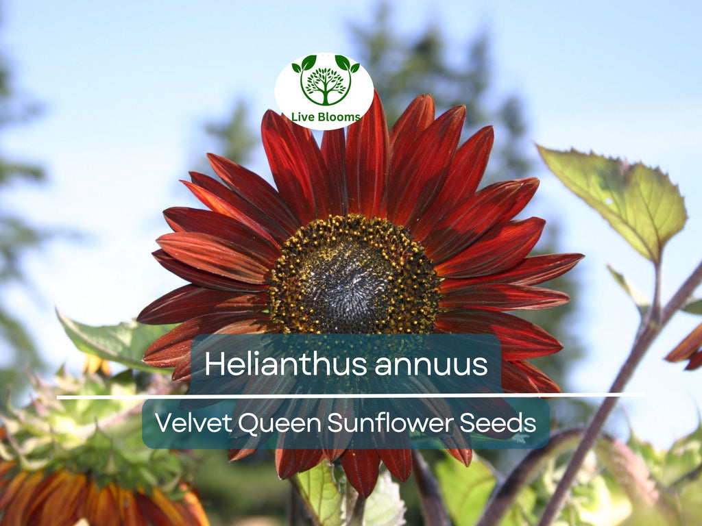 1 Gram Seeds Velvet Queen Sunflower for Planting | Vibrant Rusty-Red Blooms | Ornamental Sunflowers for Gardens, Bouquets, and Wildlife