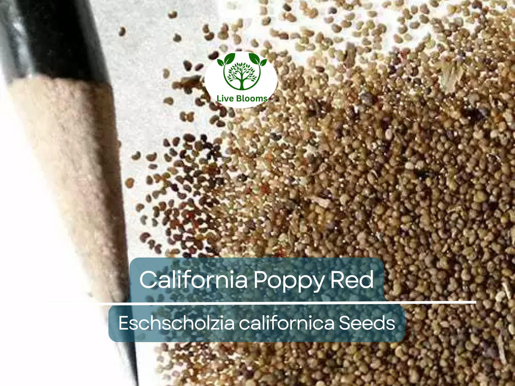 1000 California Poppy Seeds - Red Chief Eschscholzia californica | Non-GMO, Pollinator Friendly, Wildflower, Drought Tolerant