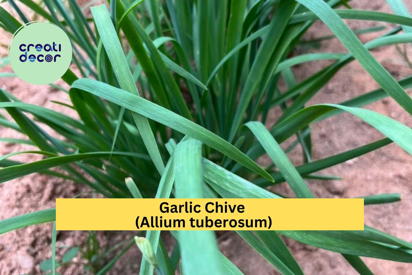 70 Garlic Chive Bare Root Plants – Allium tuberosum – Hardy Perennial Leek Chives for Garden, Edible Herb, Organic Growth