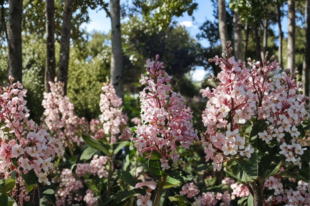 Littleleaf Lilac – Syringa microphylla 10 Seeds | Fragrant Flowering Shrub | Compact Lilac | Hardy Perennial