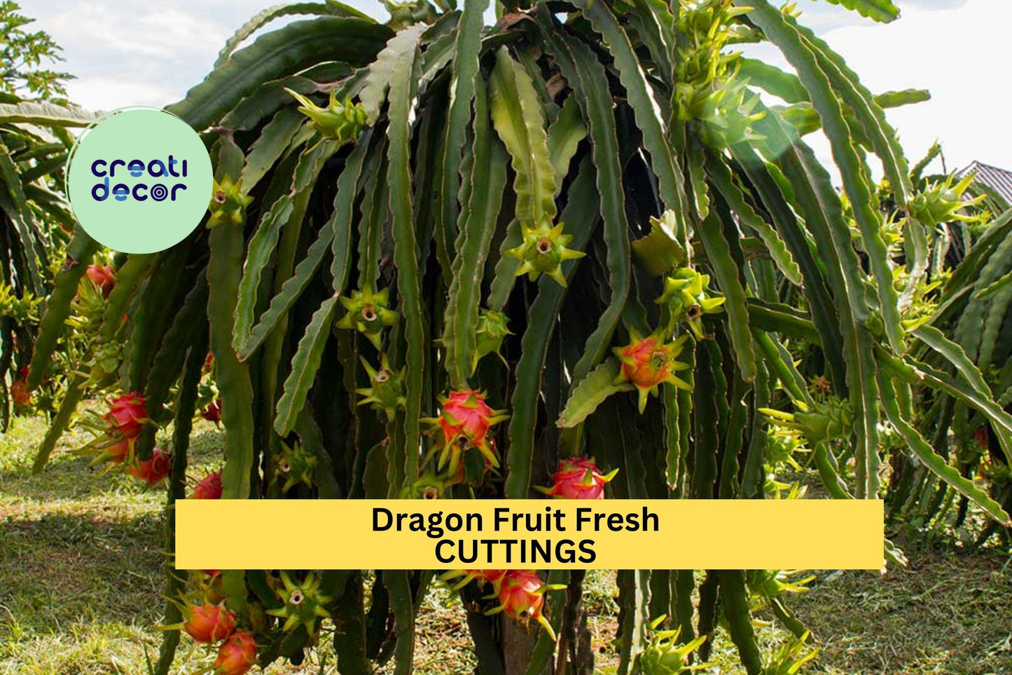 3 American Beauty Dragon Fruit Cuttings – 8–10” Unrooted Stems | Red Flesh, Self-Pollinating Hylocereus guatemalensis for Trellises or Pots