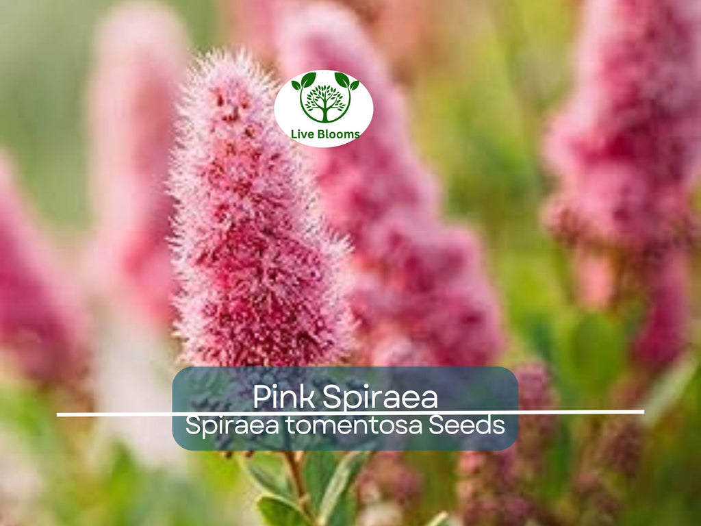 500 Pink Spiraea Seeds (S. tomentosa), Hardy Flowering Shrub, Beautiful Pink Blooms, Easy to Grow, Perfect for Gardens & Landscaping