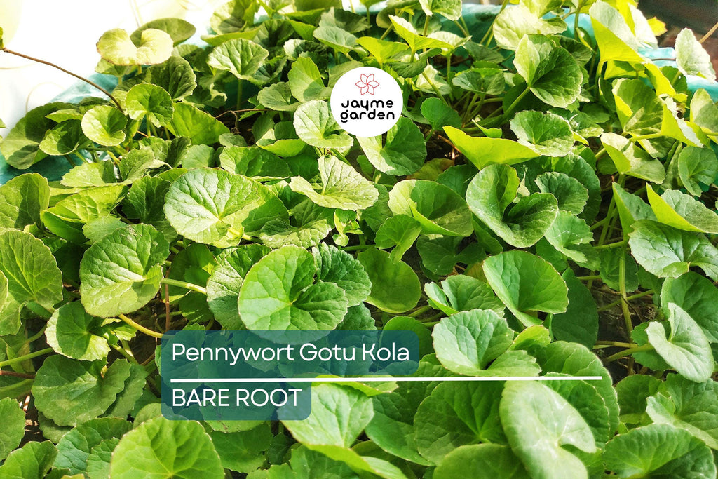 15pcs Pennywort Gotu Kola Bare Root Live Plant – Easy to Grow Ground Cover
