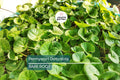 15pcs Pennywort Gotu Kola Bare Root Live Plant – Easy to Grow Ground Cover