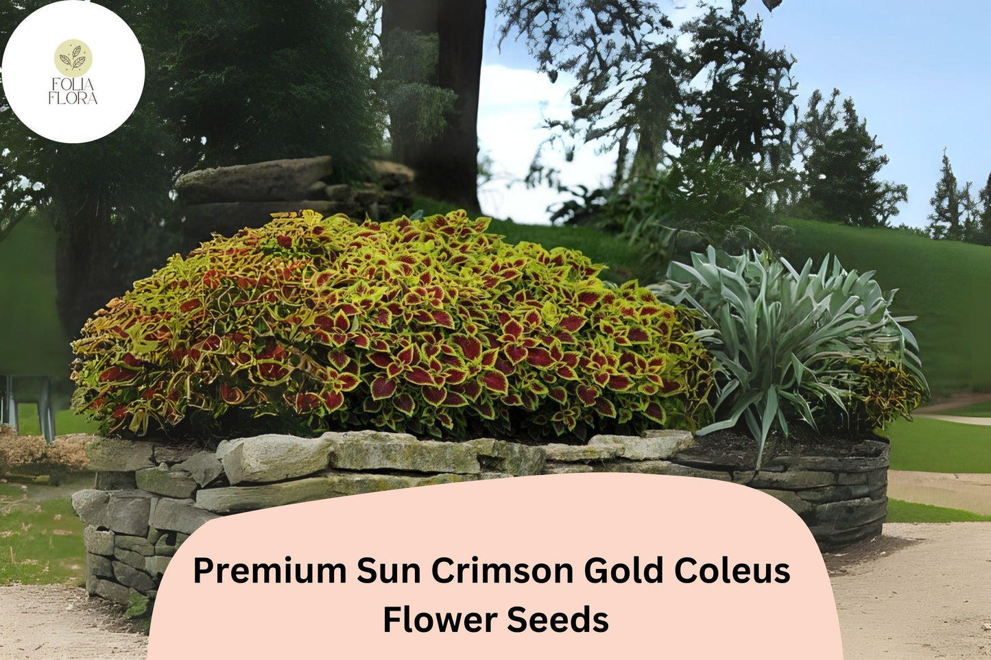 25+ Sun Crimson Gold Coleus Seeds for Planting | Premium Shade Plant | Red Gold Foliage Annual | Garden Bedding Seeds