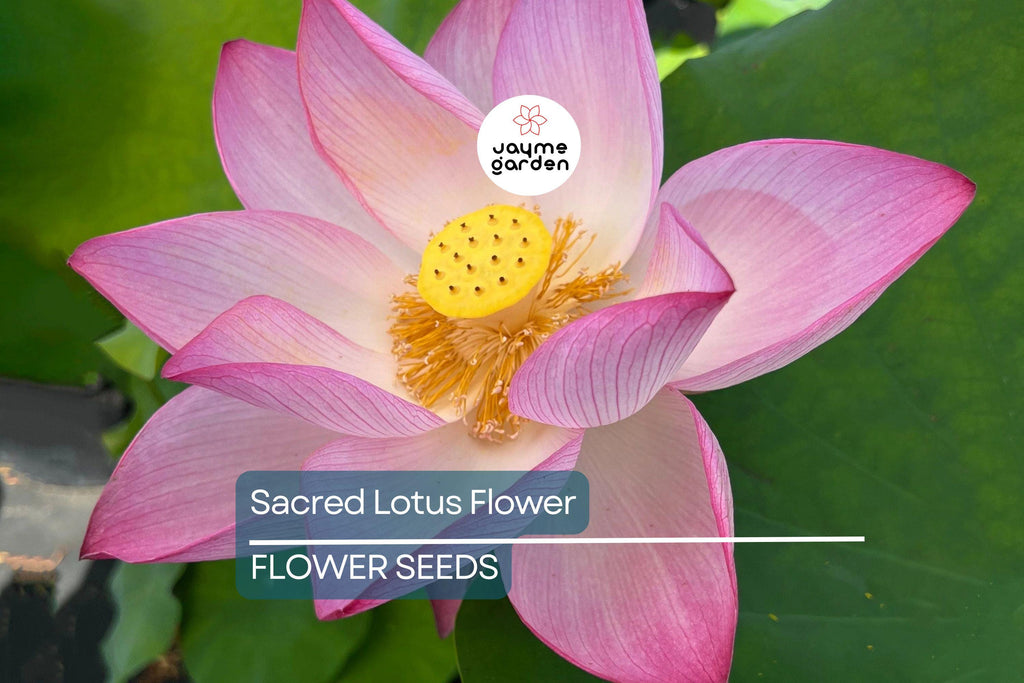 5 Sacred Lotus Flower Seeds (Nelumbo nucifera) – Edible Aquatic Water Lily