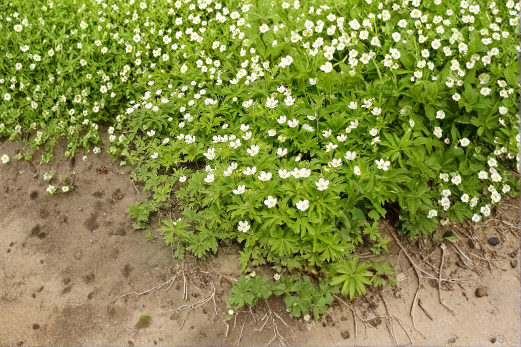 Anemone Canadensis Canada Anemone Seeds – 100 Native Perennial Groundcover Wildflower Seeds | Spreading Wildflower | Pollinator-Friendly
