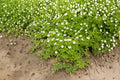 Anemone Canadensis Canada Anemone Seeds – 100 Native Perennial Groundcover Wildflower Seeds | Spreading Wildflower | Pollinator-Friendly