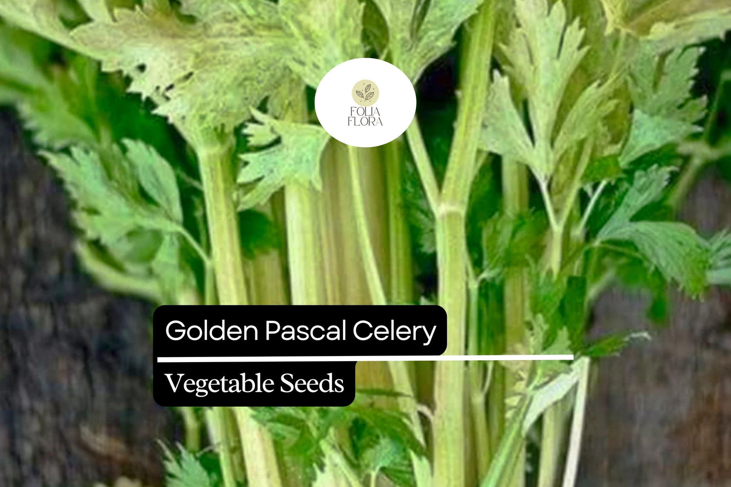 500 Seeds Golden Pascal Celery, Crisp & Sweet Stalks, Heirloom Variety