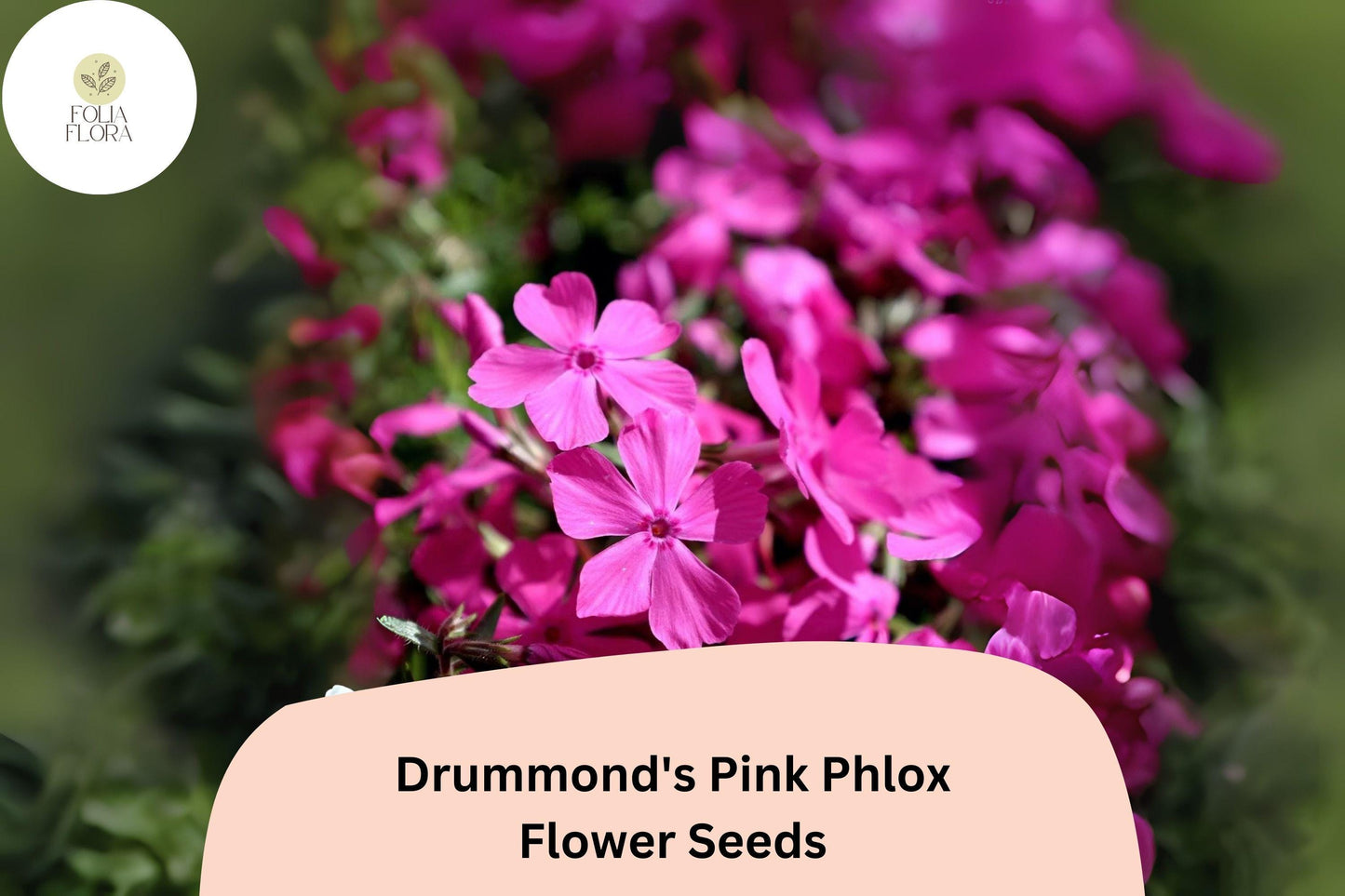 100+ Drummond's Pink Phlox Seeds for Garden Planting | Phlox drummondii | Annual Flower Seeds | Bright Pink Blooms