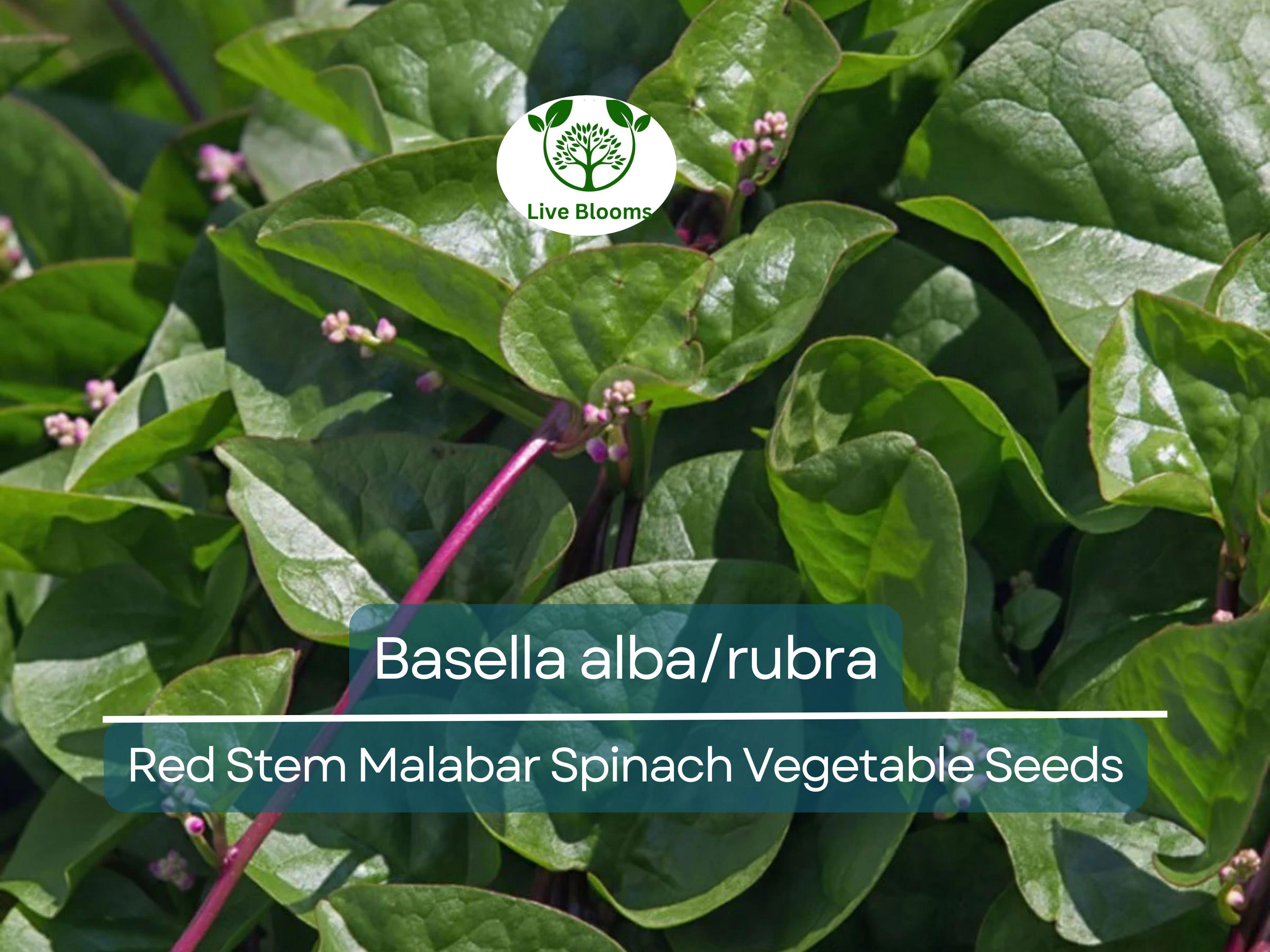 500 mg Seeds Malabar Spinach Red Stem – Basella alba/rubra | Heirloom Vegetable for Planting & Thriving Summer Harvests