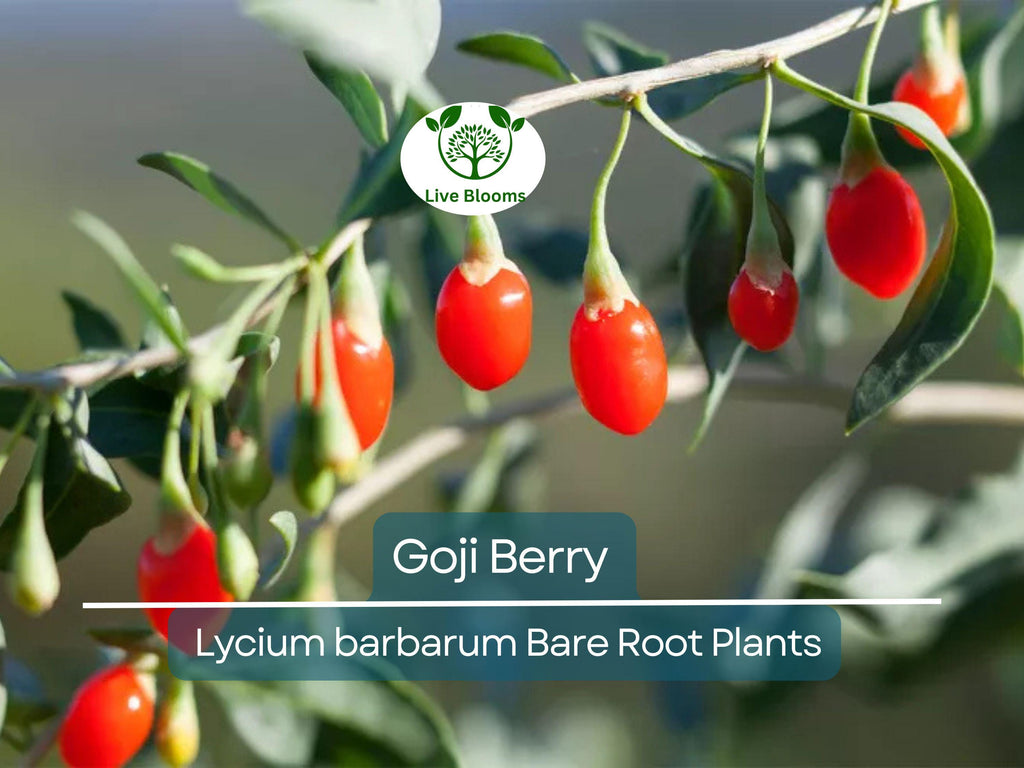 3 Goji Berry Plants Bare Root + 3 Cuttings – Lycium Barbarum – Superfruit Shrub – Live Plants & Starter Cuttings