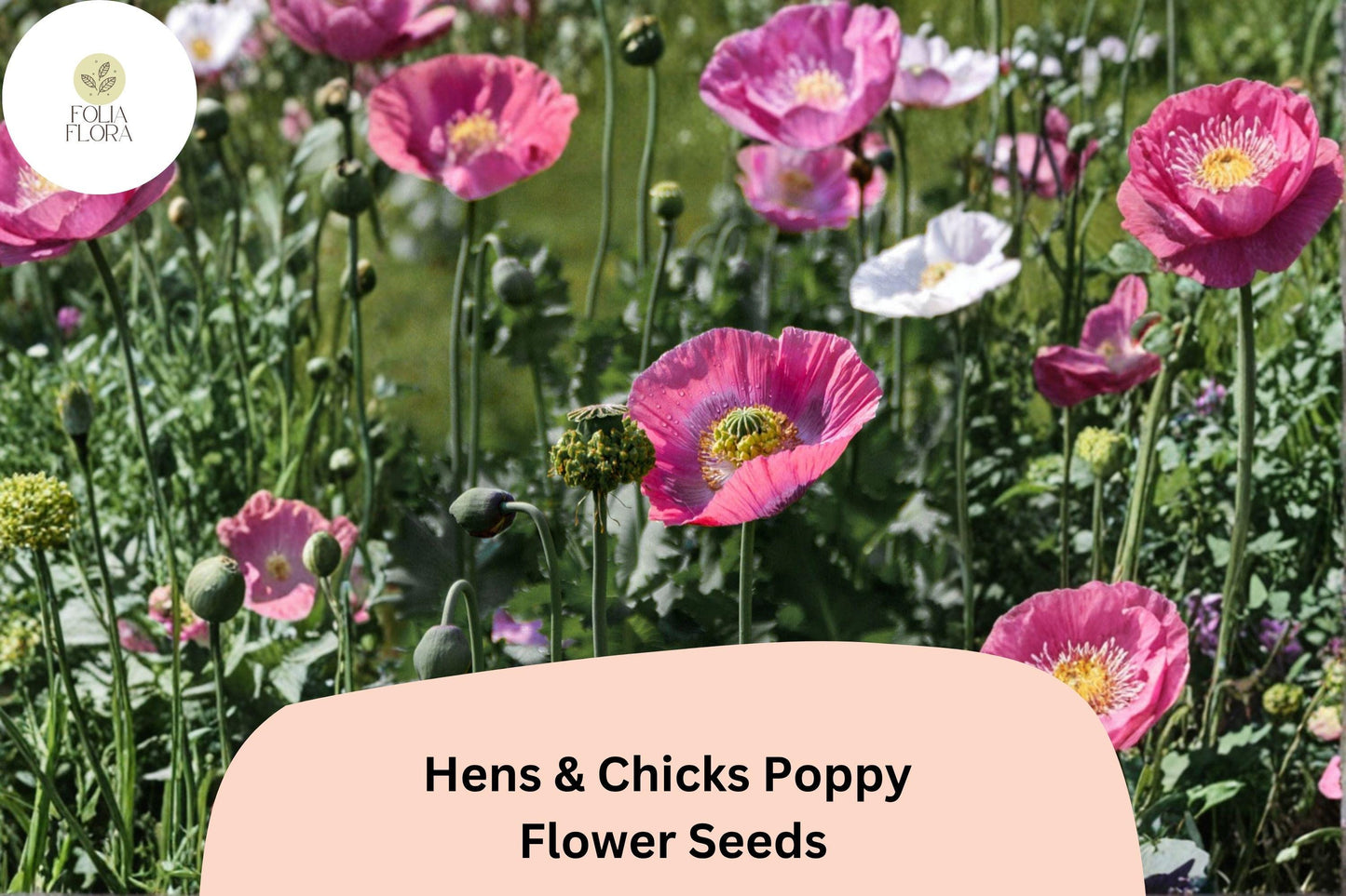 200+ Hens and Chicks Poppy Seeds for Garden Planting – Frilled Pink Blooms, Unique Seed Pods