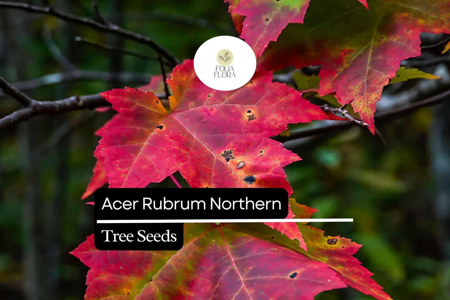 10 Seeds Acer rubrum Northern – Red Maple, Vibrant Autumn Foliage Shade Tree