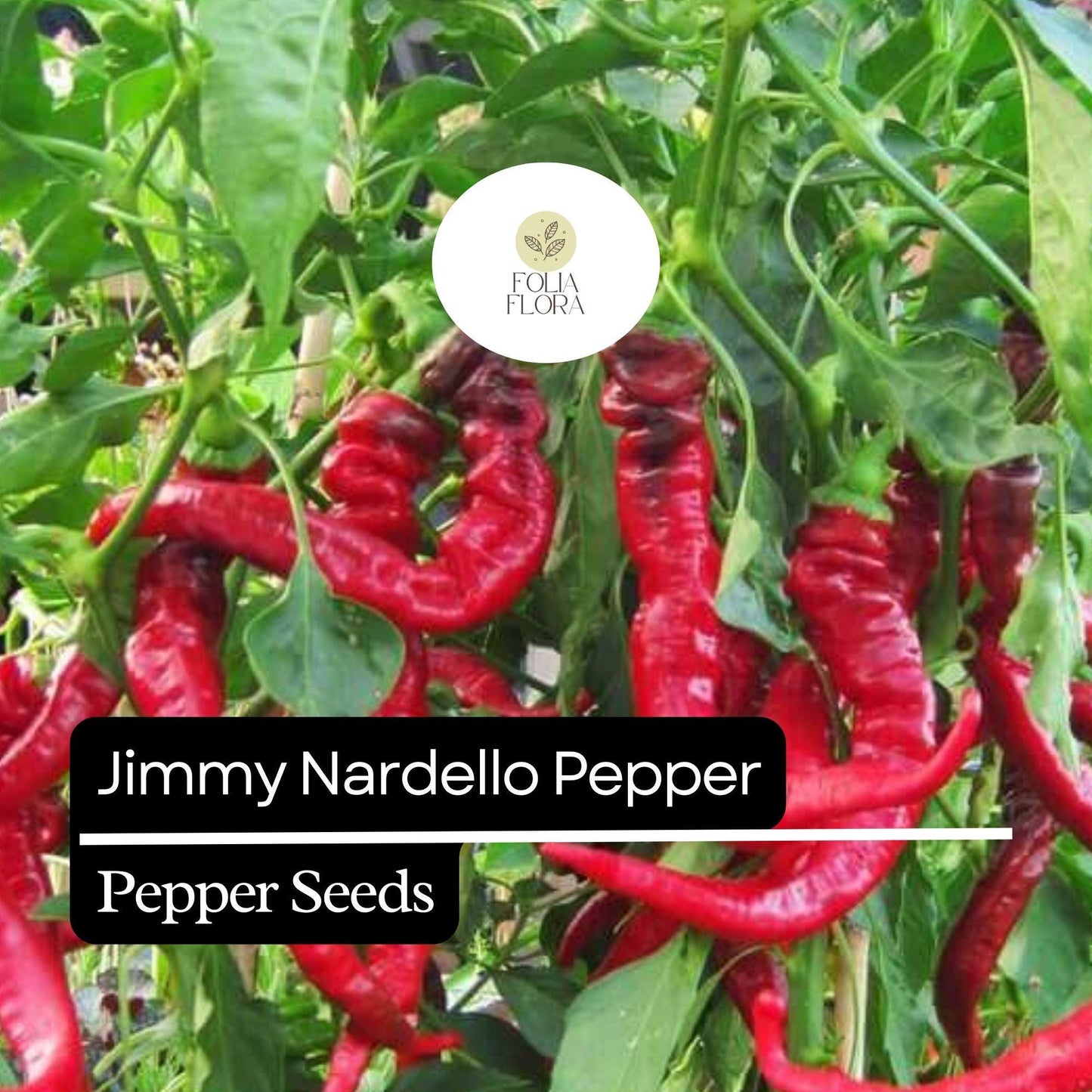 20 Jimmy Nardello Pepper Seeds – Sweet Italian Frying Pepper – Heirloom, Non-GMO