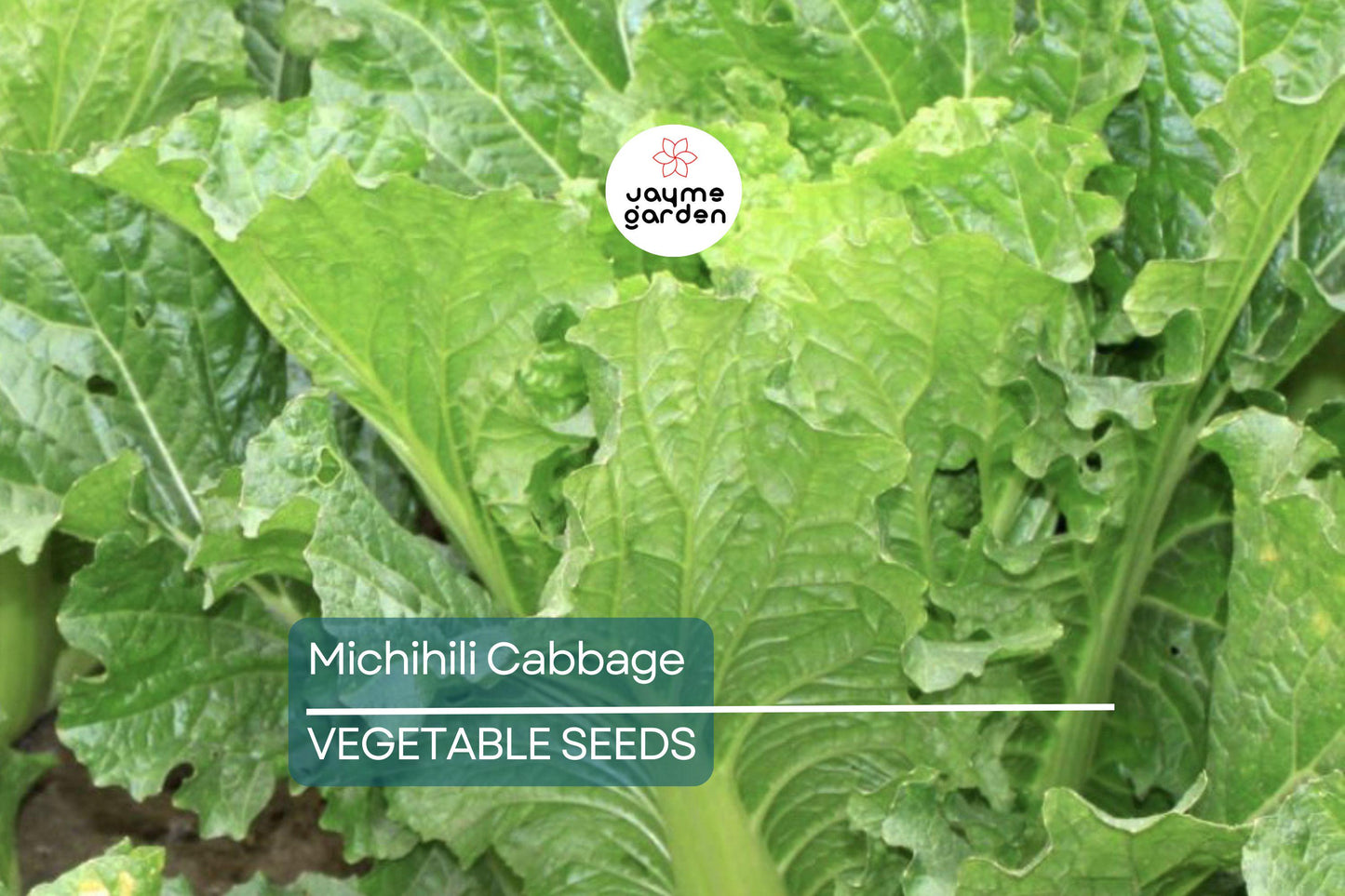 1000 Michihili Cabbage Seeds – Non-GMO, Heirloom Chinese Napa Cabbage | USA Seller, Free Shipping