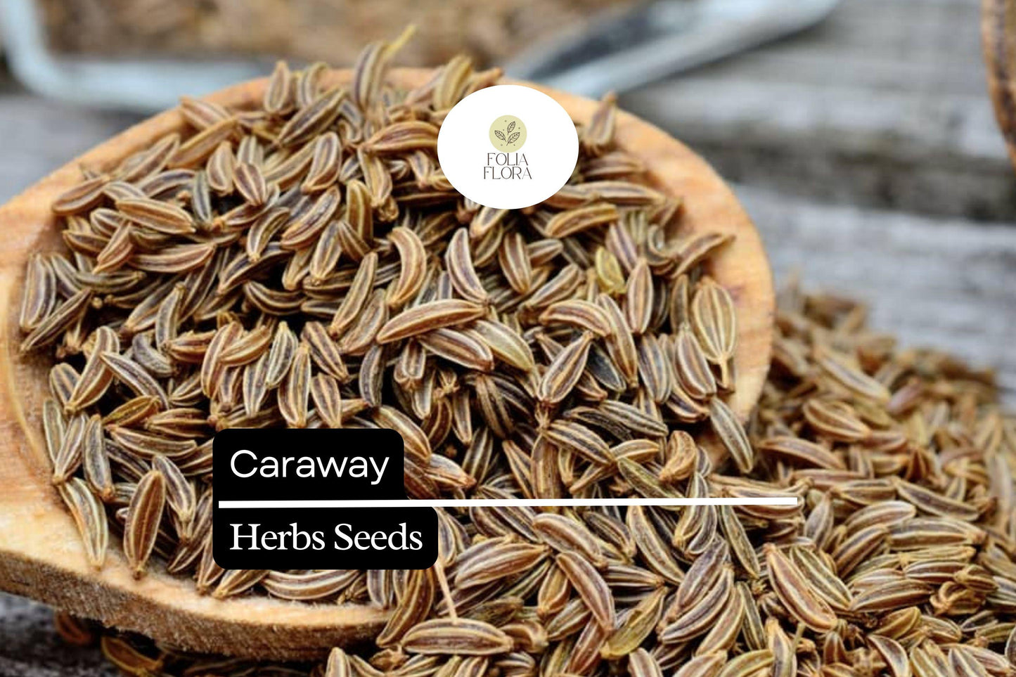 100 Seeds Caraway (Carum carvi) – Aromatic Herb for Culinary