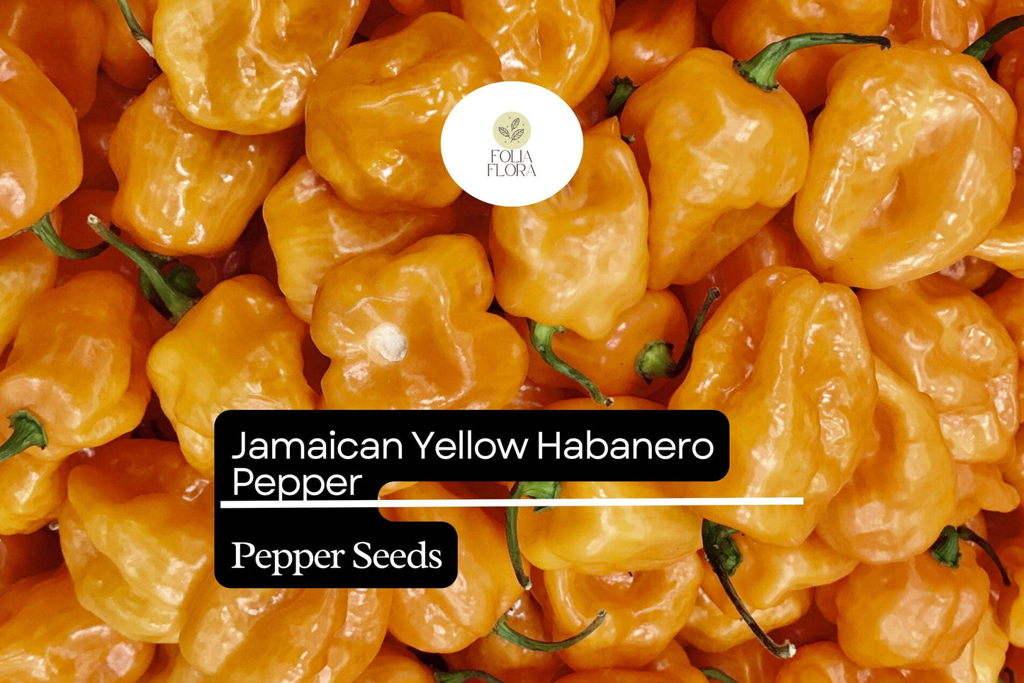 25 Jamaican Yellow Habanero Pepper Seeds – Capsicum chinense – Extra-Hot Chili, Fruity & Citrusy Flavor, Non-GMO, 200,000–300,000 Scoville