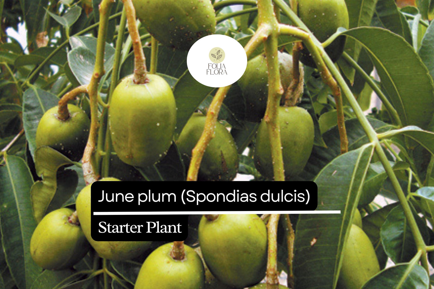 1 Starter Plant June Plum (Spondias dulcis) Tropical Fruit Tree 3’-4′ Tall