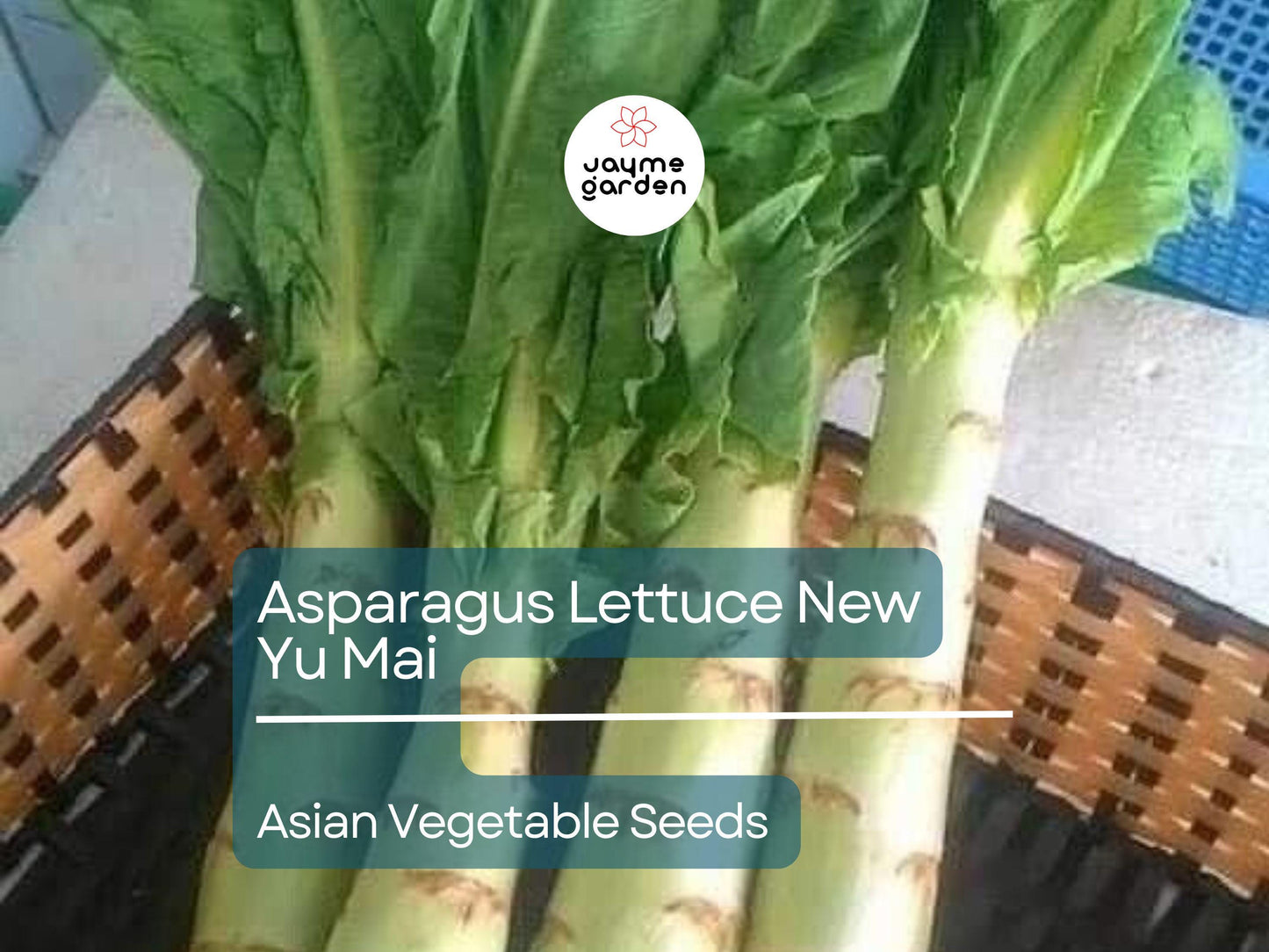 500mg Asparagus Lettuce Seeds - New Yu Mai Variety - Celtuce Heirloom Non-GMO for Crisp Stems & Leaves - Asian Greens for Garden Containers