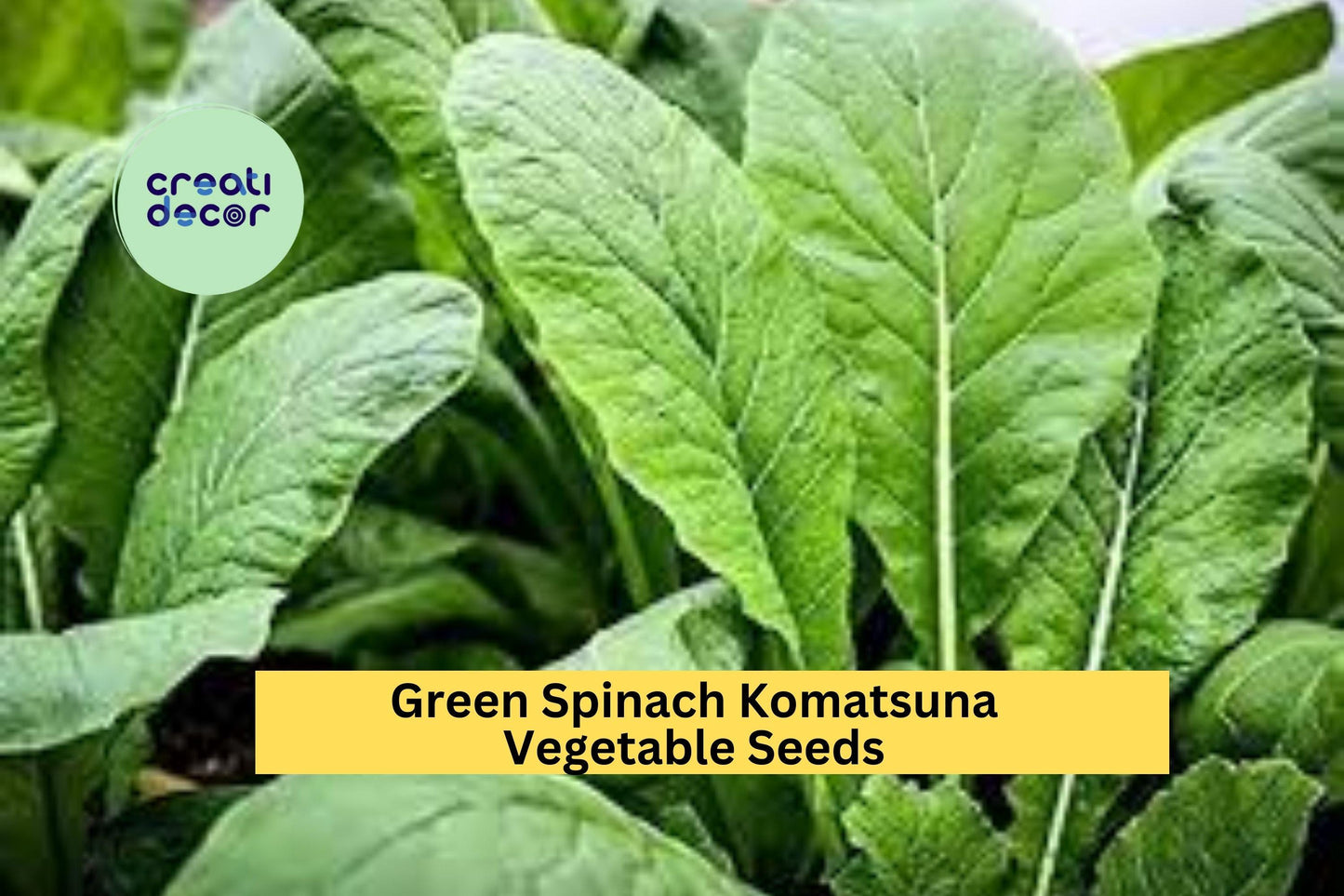 3pcs of 500mg Mustard Spinach Komatsuna Seeds – Tendergreen Asian Greens for Containers, Garden Beds & Fast Harvest Seeds for Planting
