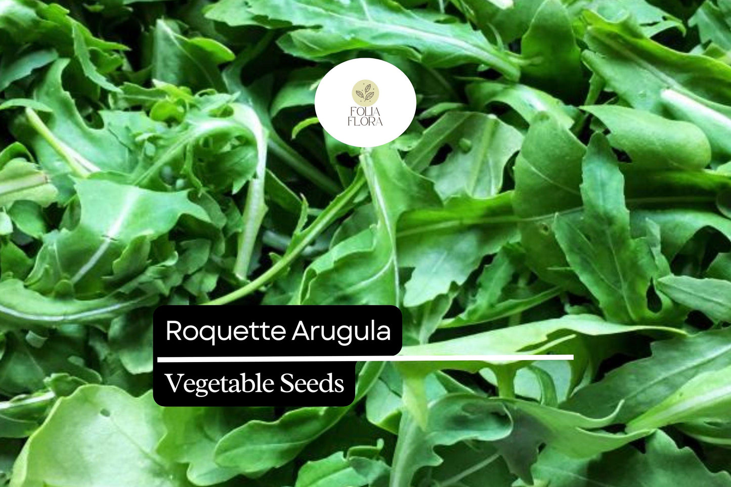 500 Seeds Roquette Arugula (Eruca vesicaria) – Peppery Greens for Salads, Sandwiches, and Gourmet Dishes