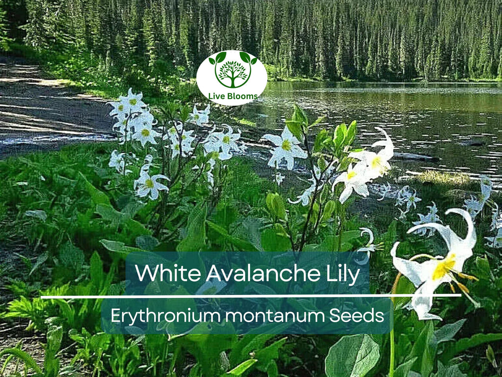 10 White Avalanche Lily Seeds (Erythronium Montanum) | Perennial Flower, Beautiful White Blooms, Easy to Grow, Shade Loving