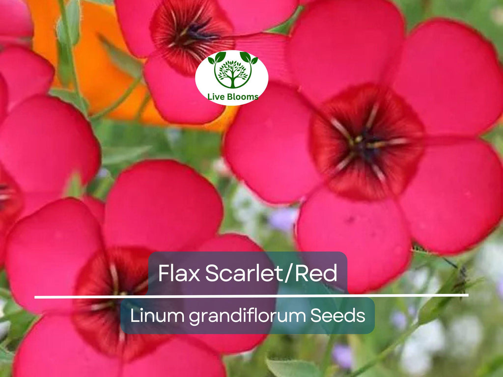 500 Seeds Flax Scarlet/Red Wildflower, Non-GMO, Annual, Pollinator-Friendly, Partial Shade, Linum grandiflorum