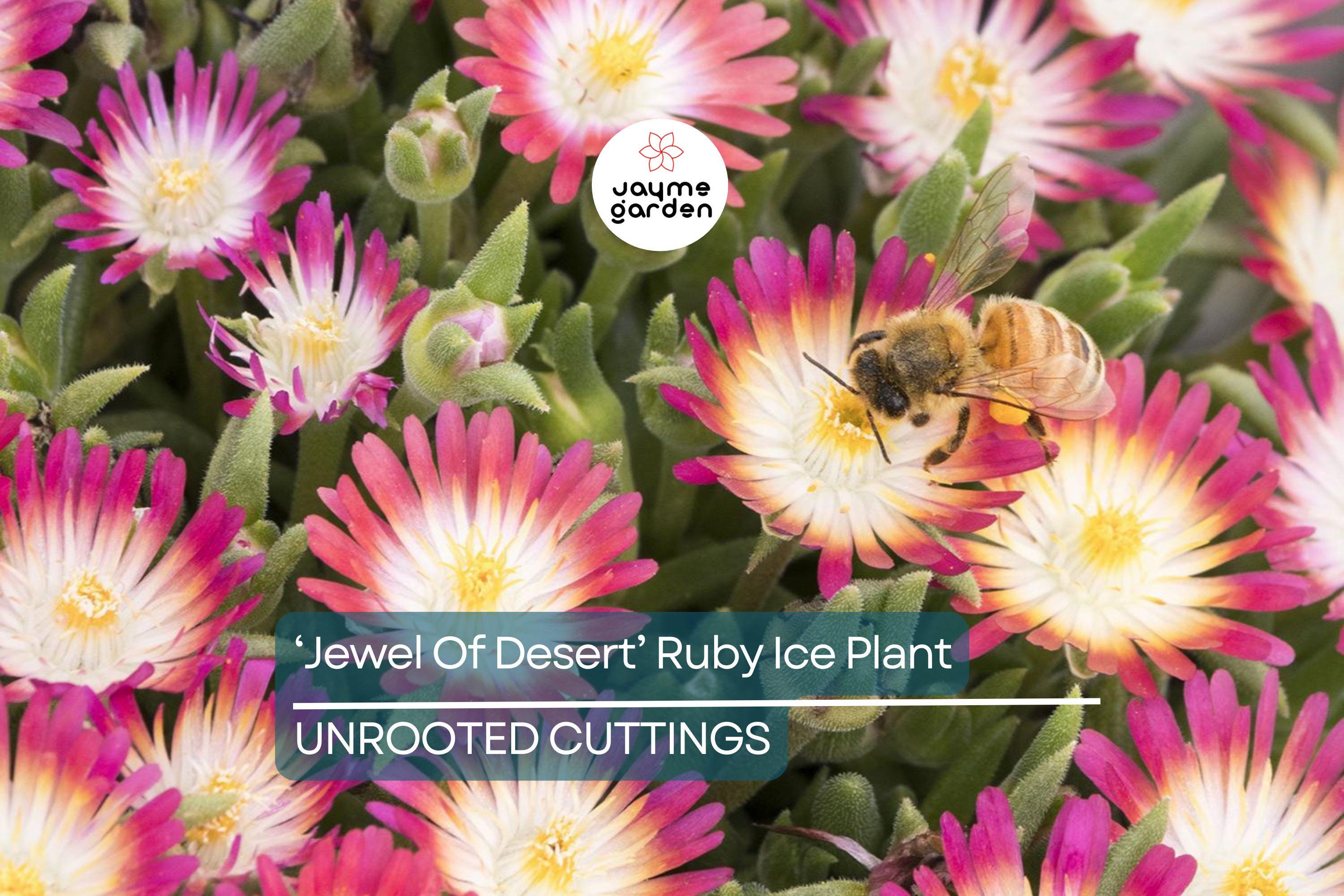 Jewel of Desert Ruby Ice Plant (12 Cuttings) | Delosperma Cooperi | Stunning Succulent Groundcover