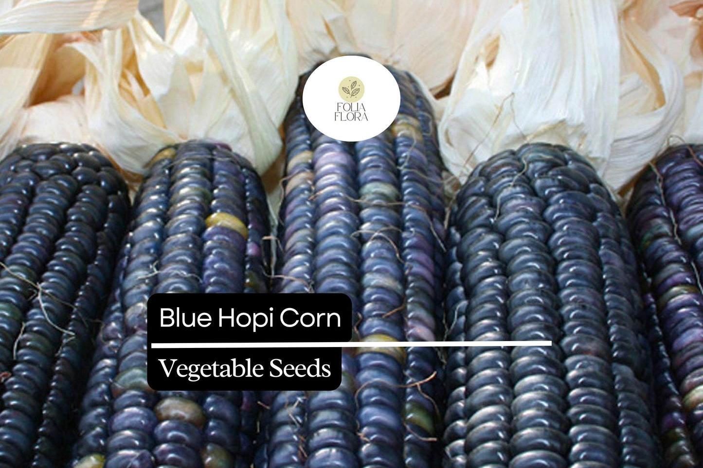 5 Blue Hopi Corn Seeds | Heirloom Blue Maize | Traditional Native Variety for Growing, Crafts & Home Gardens