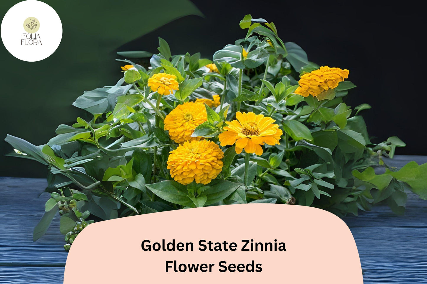 100+ Golden State Zinnia Seeds – Bright Golden Blooms for Pollinator & Summer Flower Gardens