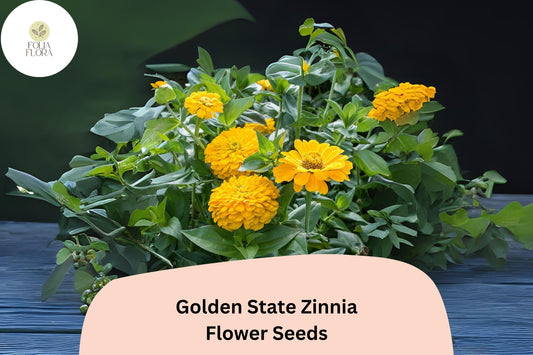 100+ Golden State Zinnia Seeds – Bright Golden Blooms for Pollinator & Summer Flower Gardens