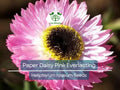 200 Seeds Paper Daisy Pink Everlasting Flower for Florists & Crafters, Pollinators, Non-GMO, Helipterum roseum, Long-lasting Blooms