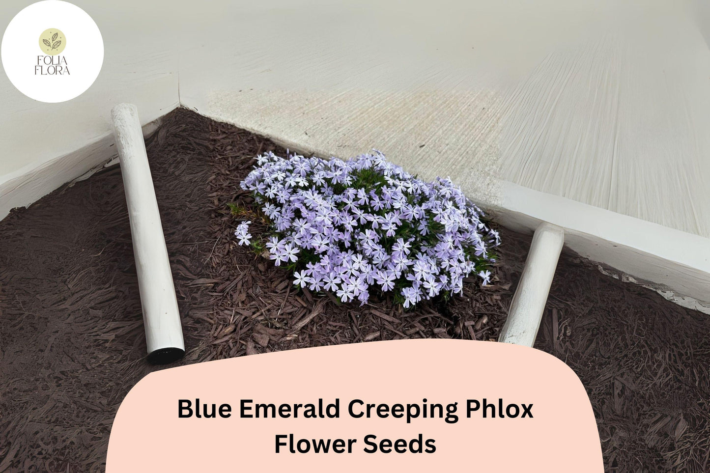 100+ Blue Emerald Creeping Phlox Seeds for Garden Planting | Phlox subulata | Ground Cover Perennial | Blue Flower Seeds