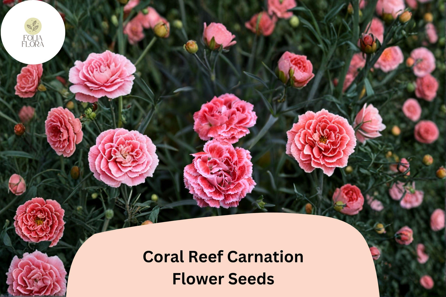 200+ Coral Reef Carnation Seeds | Dianthus caryophyllus | Coral Pink Blooms for Borders, Pots & Cut Flowers