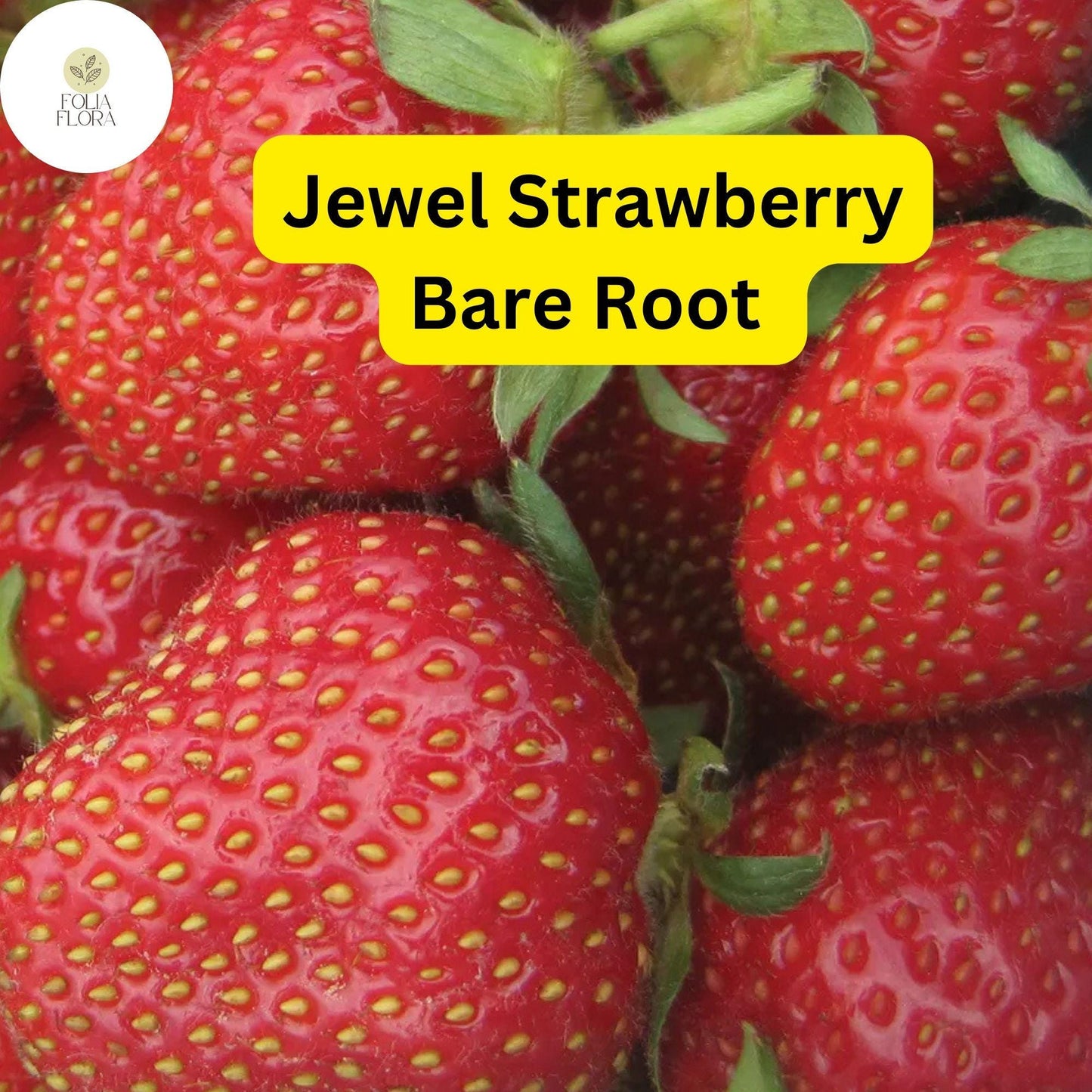 Jewel Strawberry - Fragaria x ananassa - Bare Root Strawberry Plants