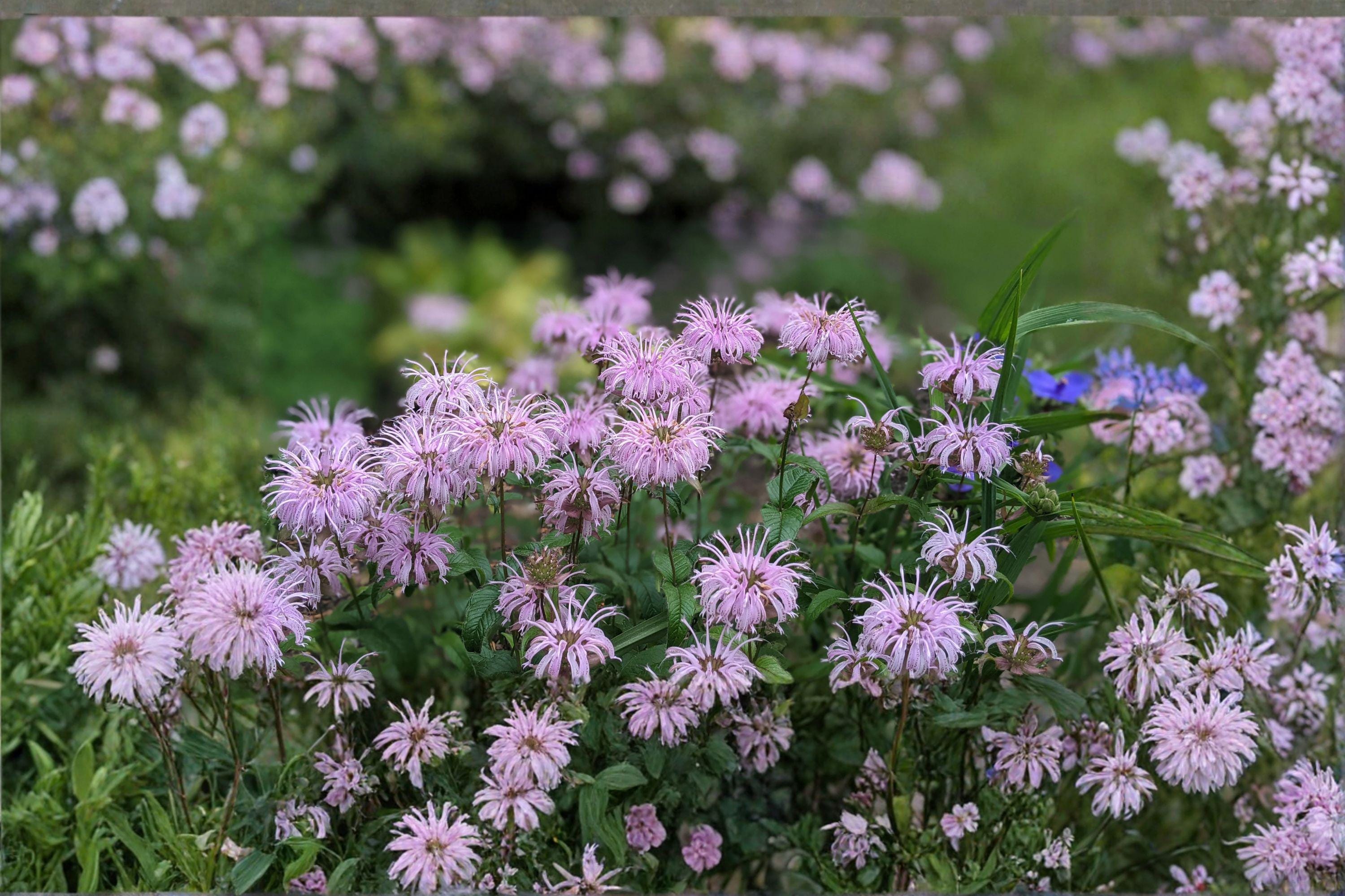 Wild Bergamot – Monarda fistulosa 100 Seeds | Native Perennial | Pollinator Favorite | Fragrant Herb