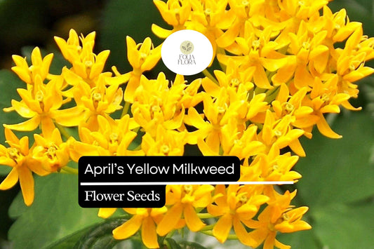 15 Seeds April's Yellow Milkweed (Asclepias spp.) | Bright Yellow Blooms | Monarch Host Plant | Pollinator-Friendly Wildflower