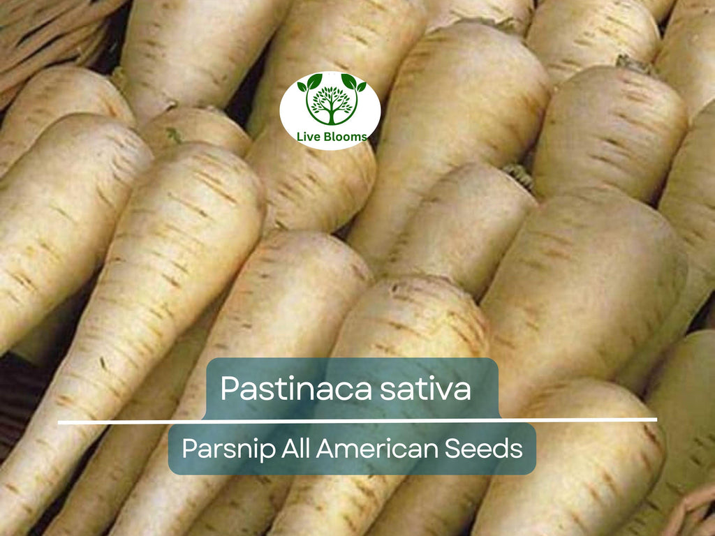 350 Seeds Parsnip All American for Planting (Pastinaca sativa) - Sweet Nutritious Root Vegetables for Home Gardens, High Yield, Easy to Grow