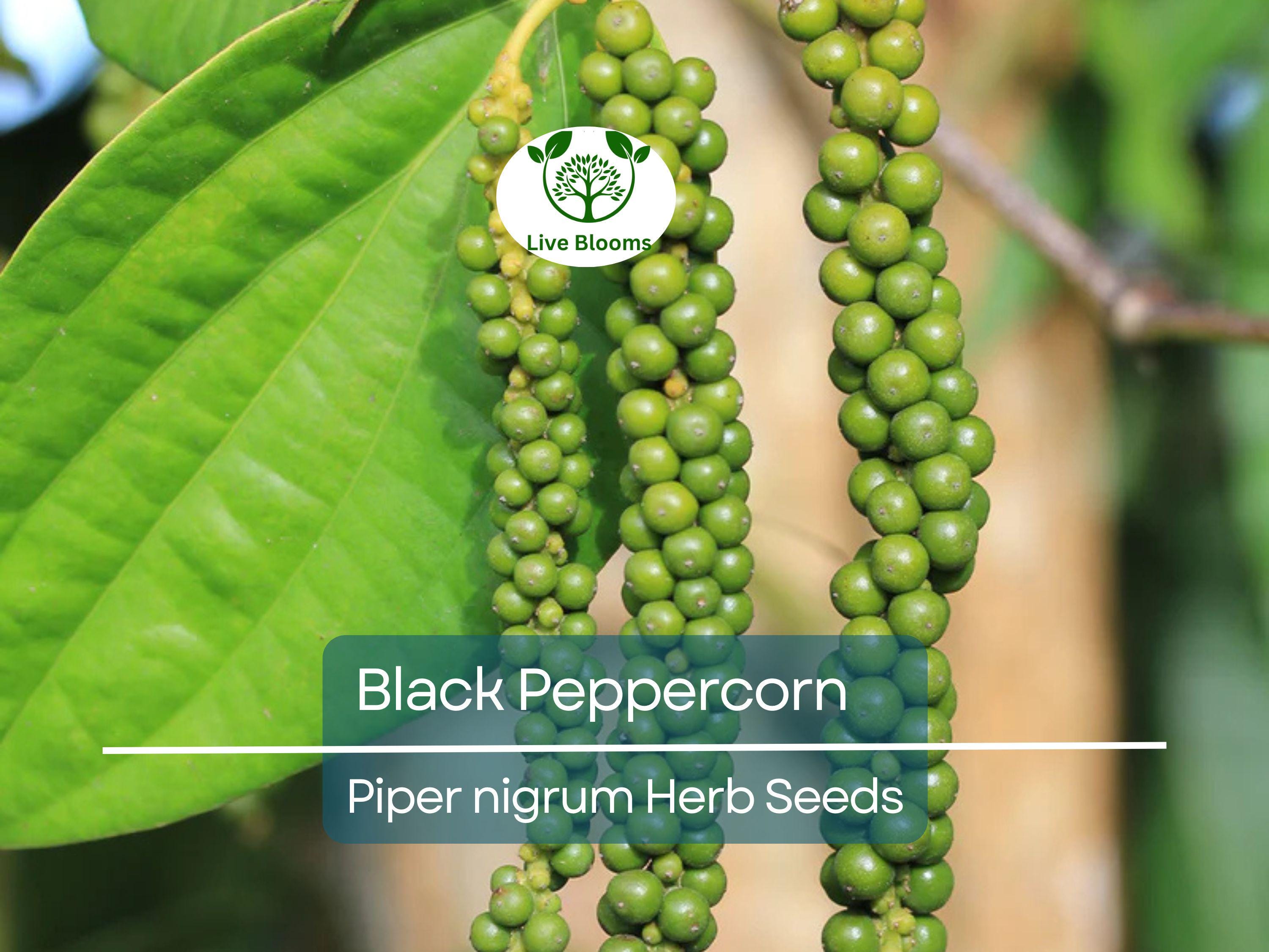 20 Black Peppercorn Seeds (Piper nigrum), Vine, Spice Plant, Fresh Peppercorns, Indoor Garden, Cooking Spice, Aromatic Herb, Garden Starter