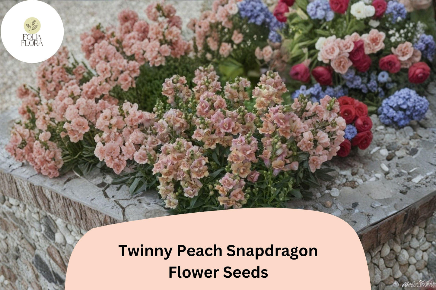 1000+ Twinny Peach Snapdragon Seeds | Antirrhinum majus | Double Peach Blooms for Beds, Borders & Pots