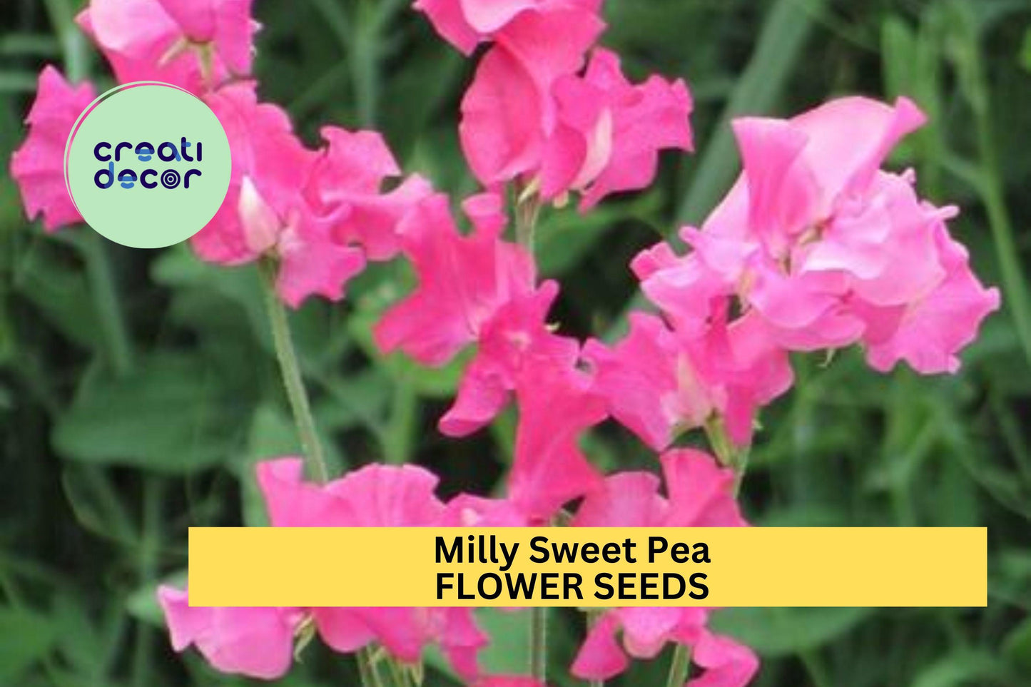 50+ Milly Sweet Pea Seeds – Soft Lilac Fragrant Blooms for Garden Planting, Climbing Vines for Trellises & Bouquets – USA