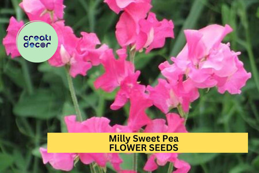 50+ Milly Sweet Pea Seeds – Soft Lilac Fragrant Blooms for Garden Planting, Climbing Vines for Trellises & Bouquets – USA