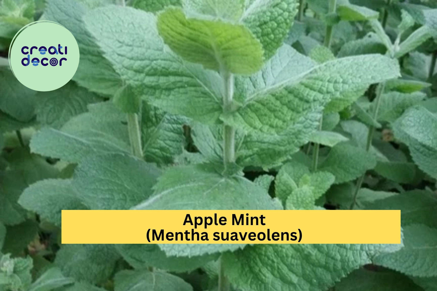 4 Hardy Apple Mint Plants – Mentha suaveolens Root Stock from Smoky Mountains TN – Fast Growing Perennial Herb for Garden