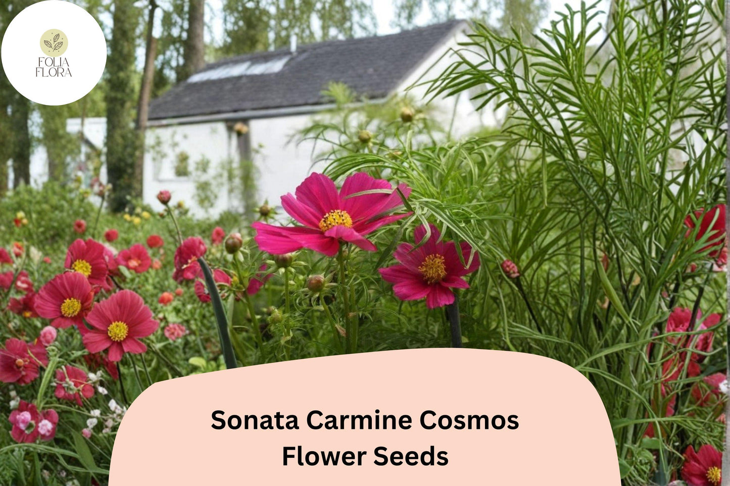 200+ Sonata Carmine Cosmos Seeds | Cosmos bipinnatus Deep Pink Blooms | Compact Annual Garden Flower Seeds