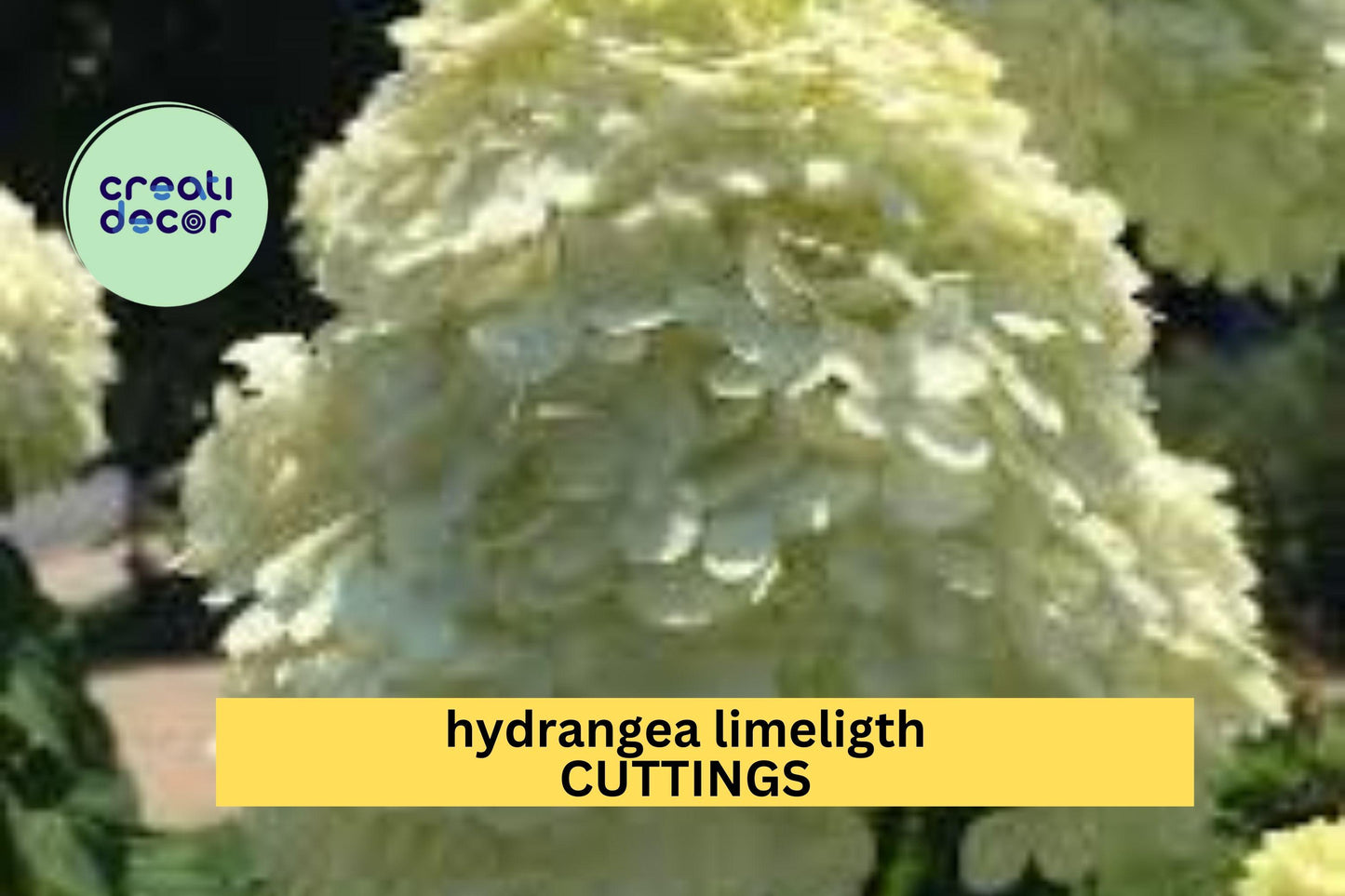 6 Limelight Hydrangea Rooted Cuttings – 6–10" Healthy Starts with Bright Green-White Blooms, Hardy Shrub for Garden Planting – USA