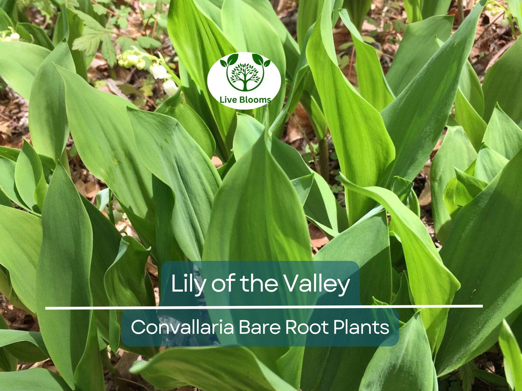 12 Lily of the Valley – Live Bare Root Perennial Plants – Fragrant White Flowers – Shade-Loving Ground Cover